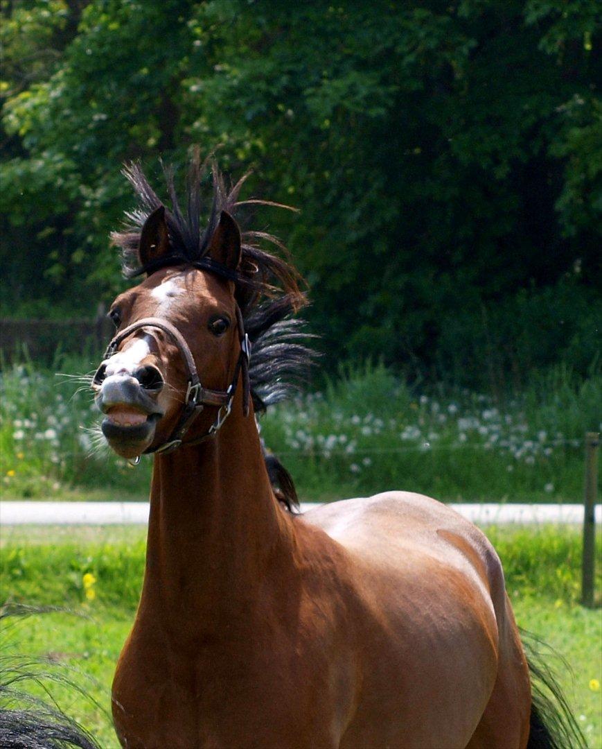 Welsh Cob (sec D) Bjeldbaks Rollo billede 9