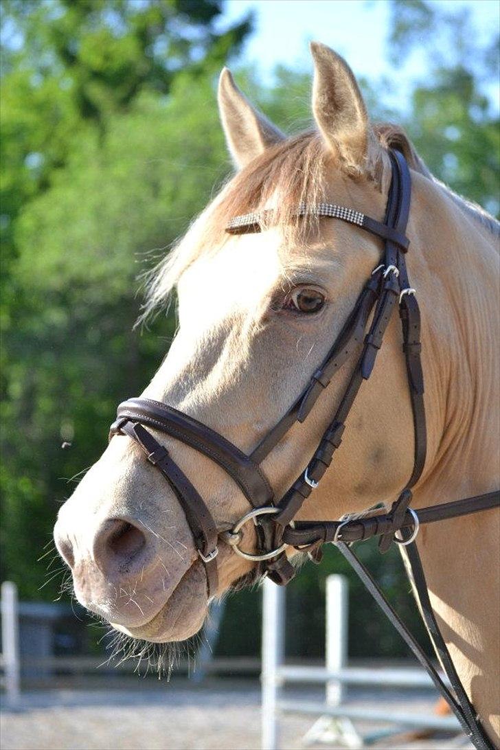 Anden særlig race Sioux billede 2