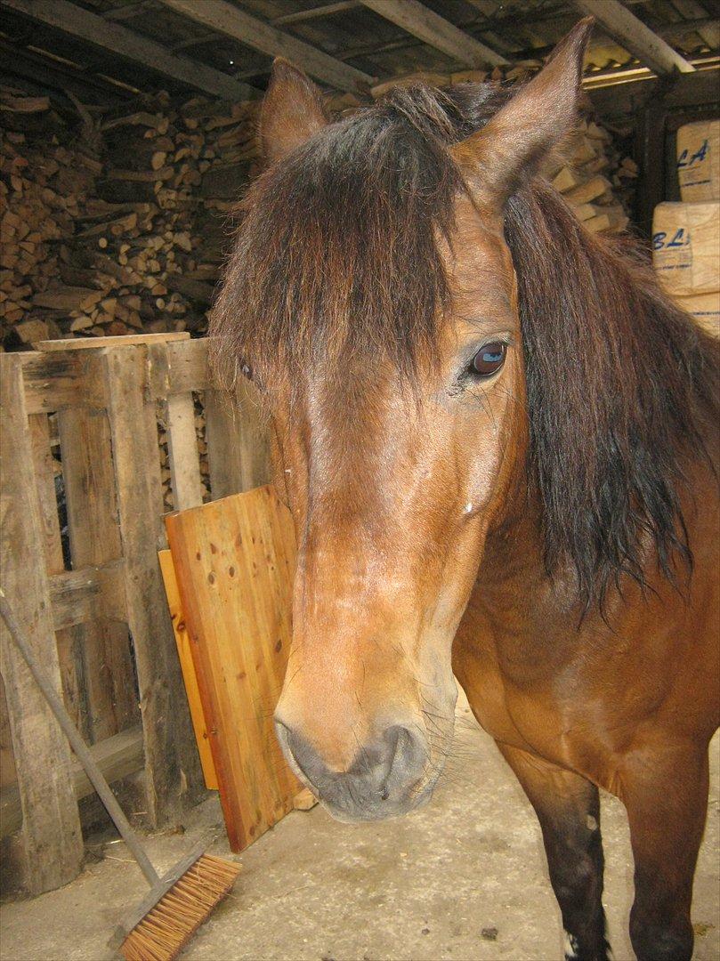 Anden særlig race charmer <3 - så lige hvor flot han er uden grime billede 5