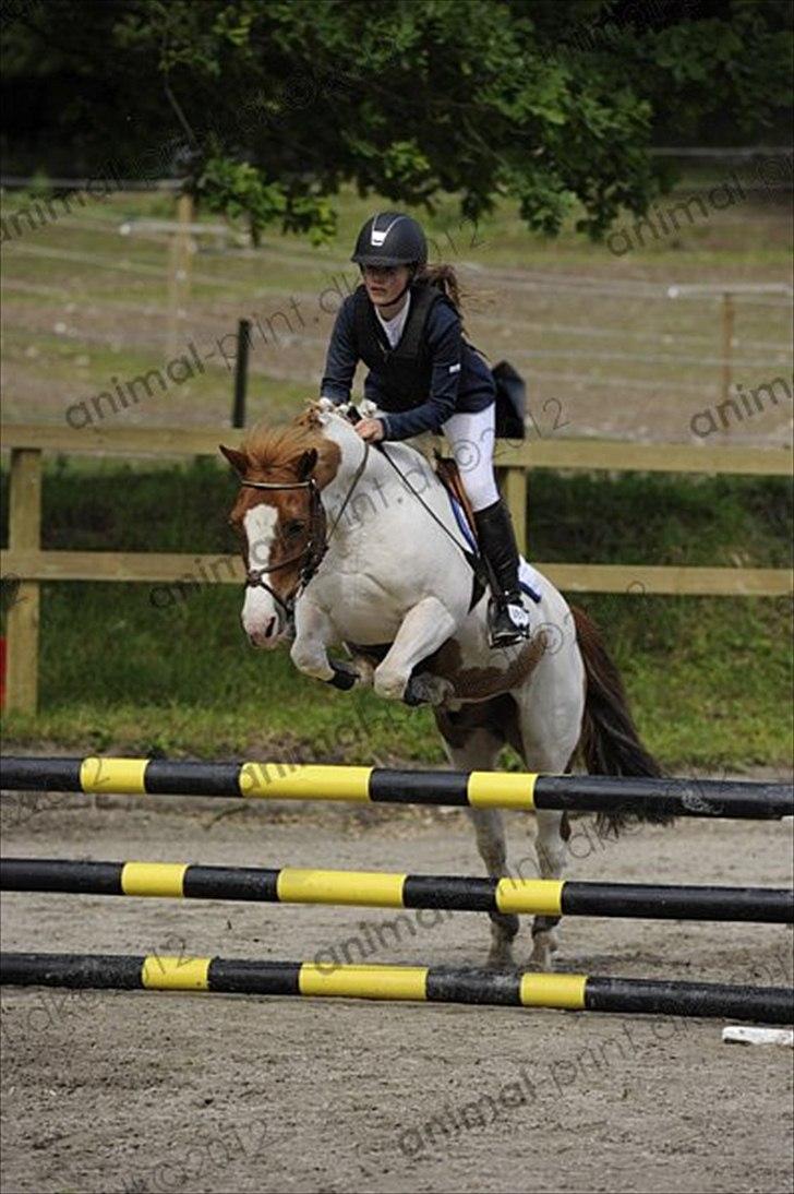 Anden særlig race Tarzan - Stævne på Egene ridecenter LB**, 
 3.6.2012  billede 14