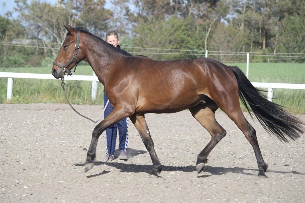 Anden særlig race Wupti - Så fin han er! Lidt over 2 år gammel. billede 2