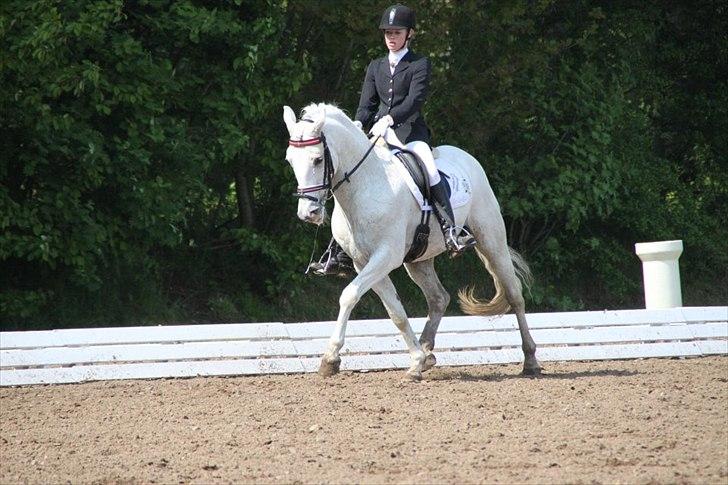 Anden særlig race Mr. Rubin Hurricane Carter B-Pony billede 2