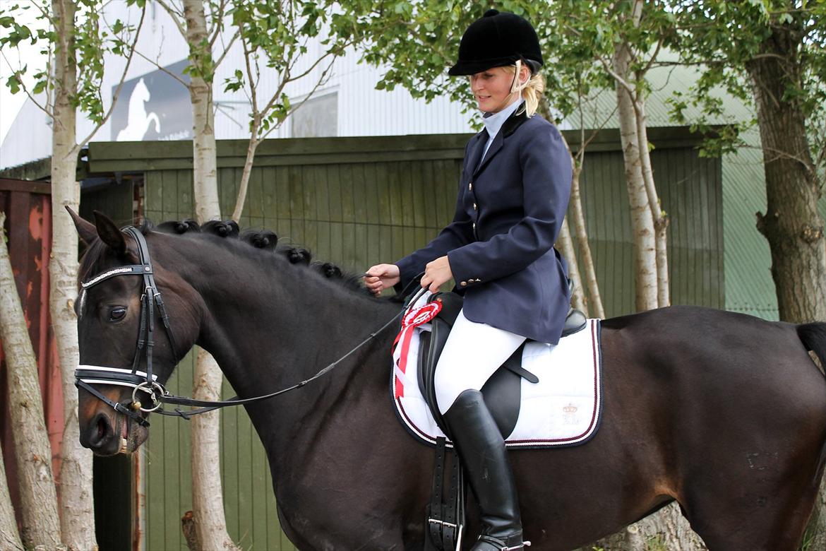 Dansk Varmblod Ajour - AMR, LC2 69,13%. billede 1