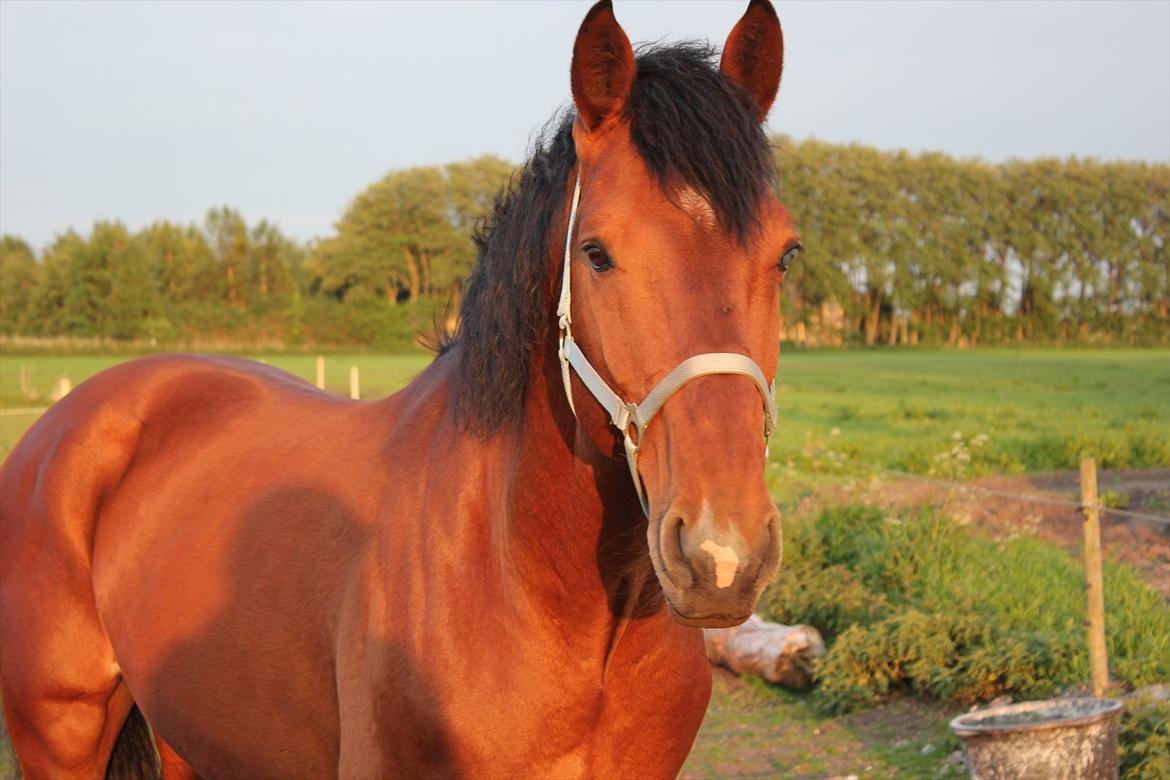 Dansk Varmblod Largo billede 14