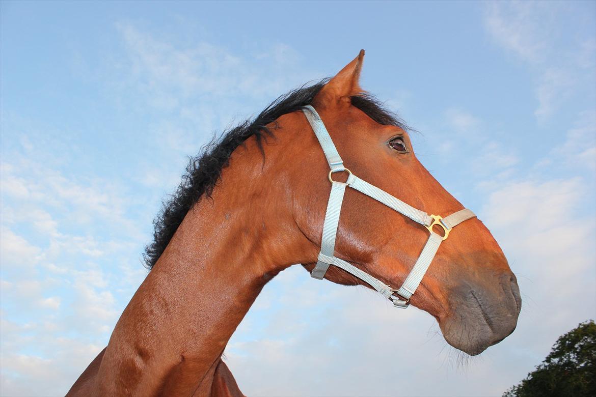 Dansk Varmblod Largo billede 12