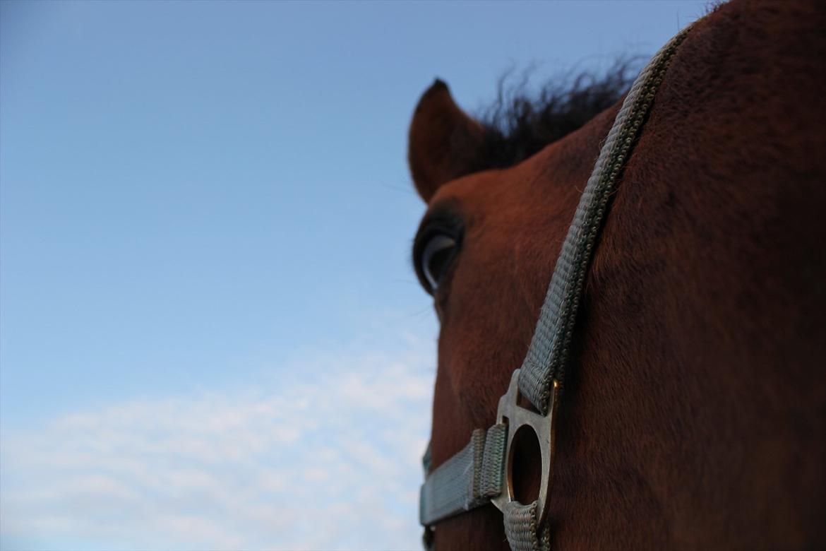 Dansk Varmblod Largo billede 16