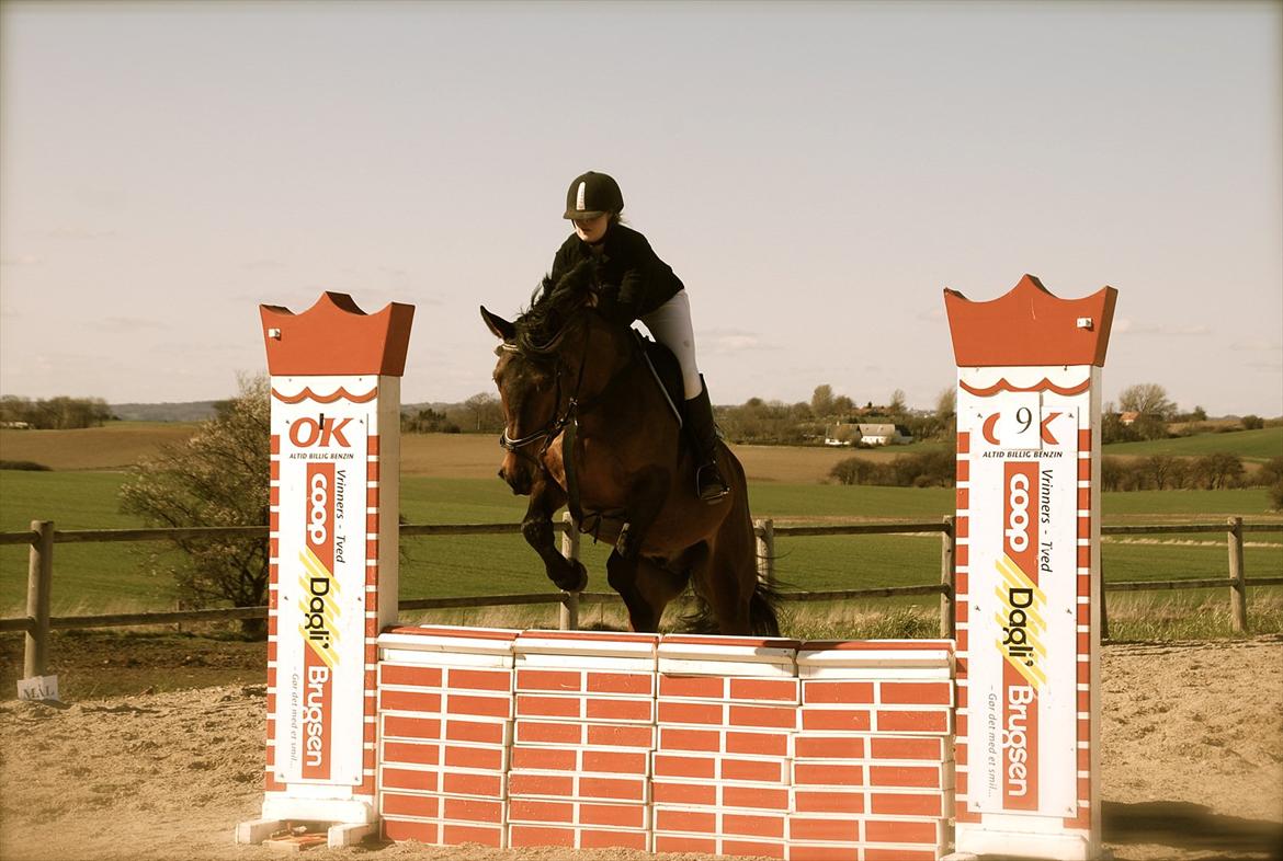 Dansk Varmblod Facit - SDS LC billede 5