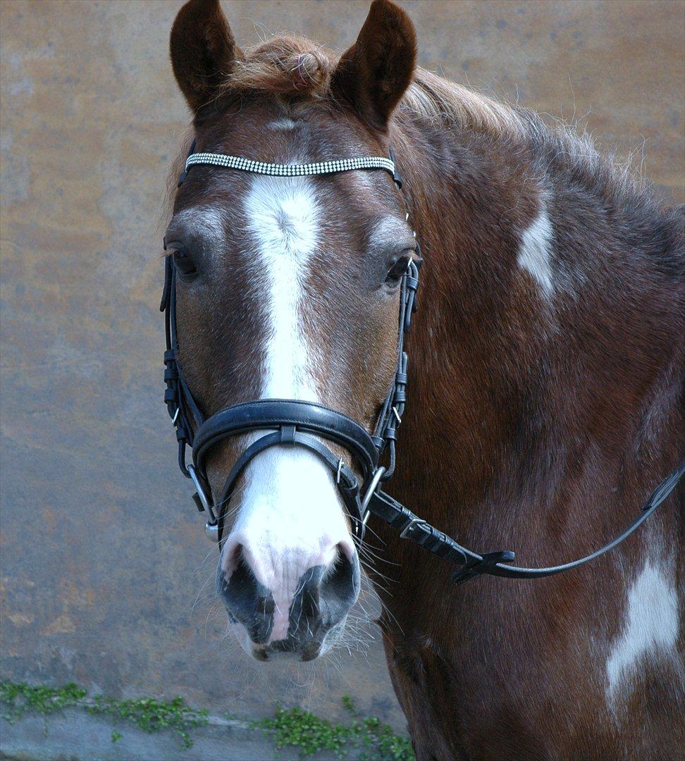 Pinto Pintoligaens Red-Butler *R.I.P* - Smukke Butler billede 1