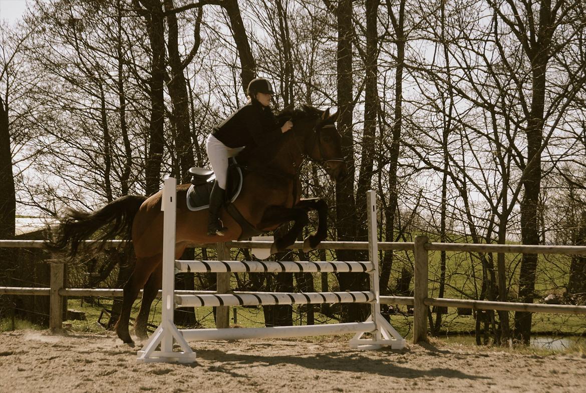 Dansk Varmblod Facit - LD, SDS april 2012 billede 18