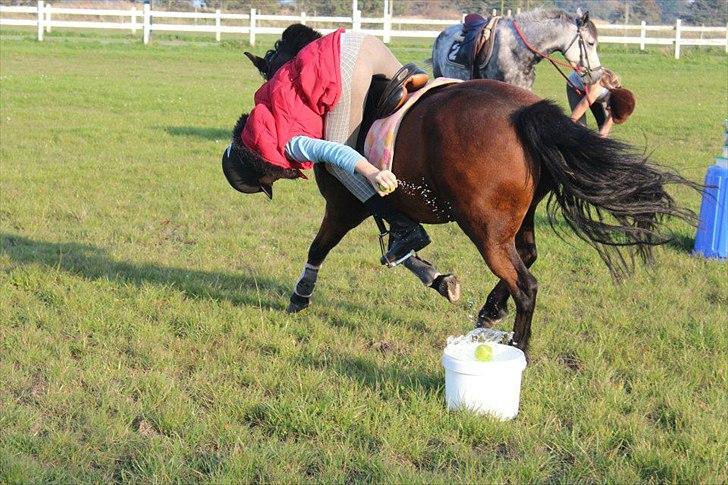 Anden særlig race Lukas!<3 - Gammelt (samler en bold op fra en spand med vand i) <3 billede 19
