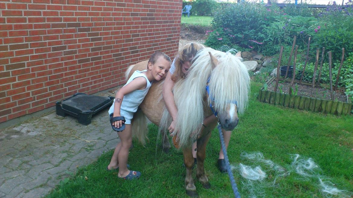 Hollandsk Miniature Tuck V. `Hemke billede 10