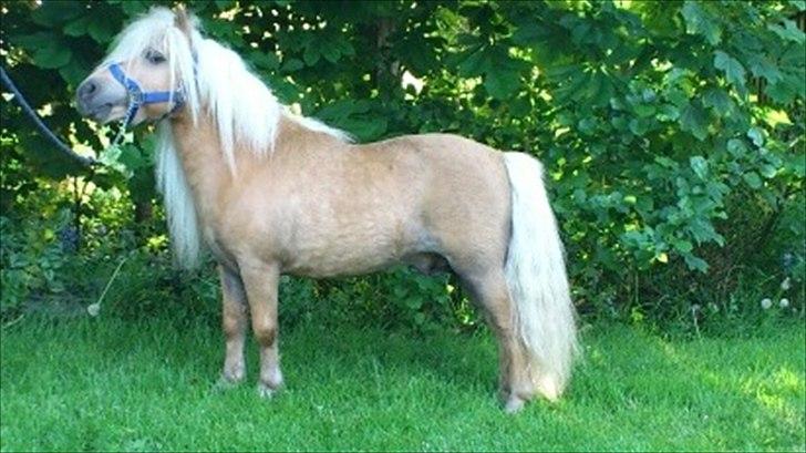 Hollandsk Miniature Tuck V. `Hemke billede 13