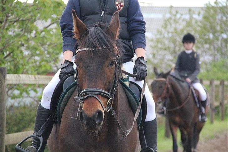 Anden særlig race Aeroplane  billede 7