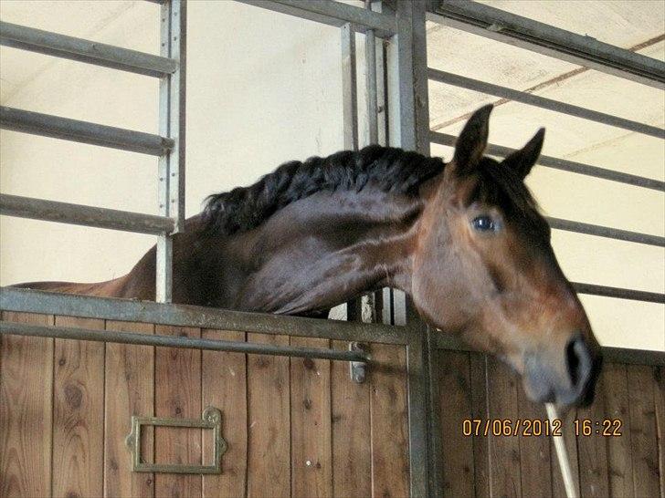 Anden særlig race Aeroplane  billede 15