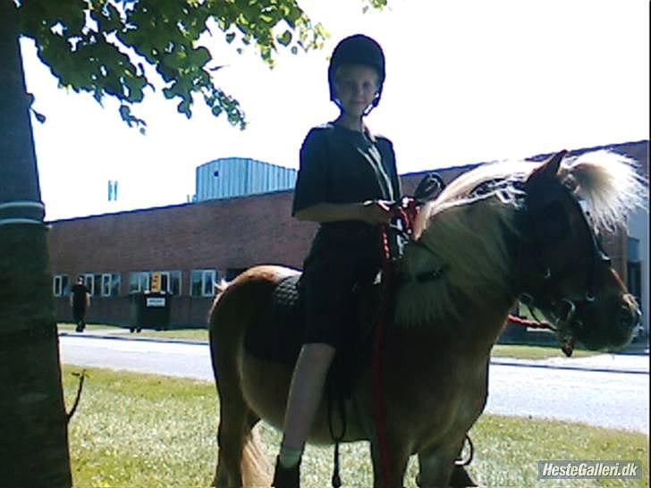 Shetlænder tvebak blondie - i bilka billede 2