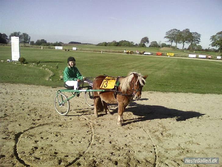 Shetlænder tvebak blondie - til trav billede 3