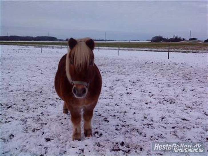 Shetlænder tvebak blondie billede 6