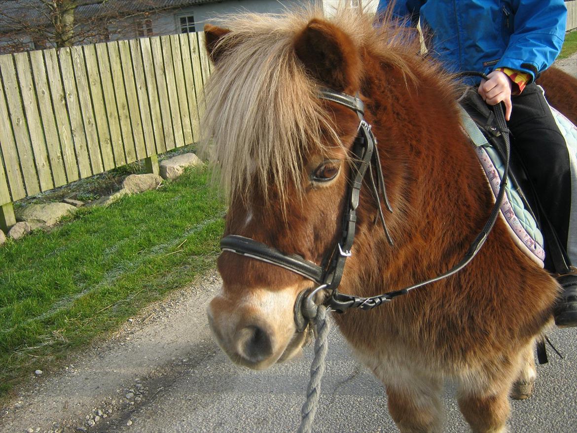 Shetlænder tvebak blondie billede 12