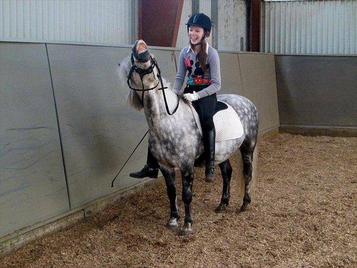 Welsh Pony (sec B) Nappemarkens Porsche - Haha! :-D
Fotograf: Hanne billede 6