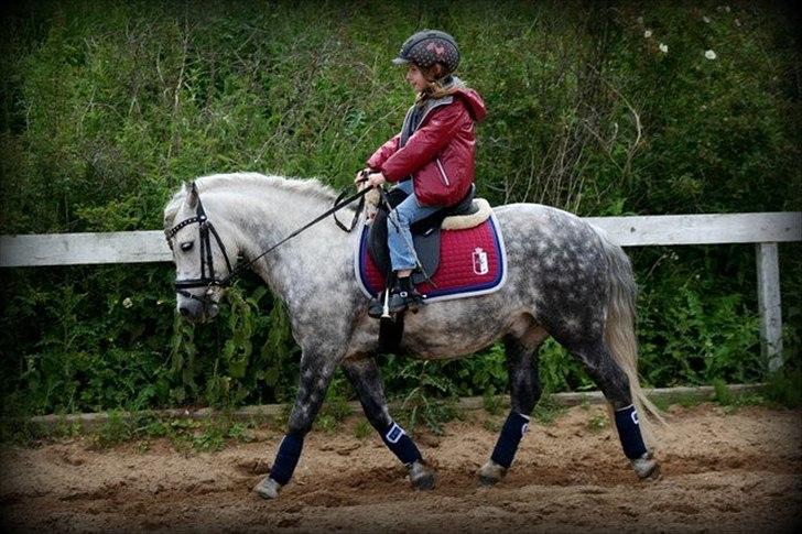 Welsh Pony (sec B) Nappemarkens Porsche - Emse og Buller d. 10 Juni 2012
Fotograf: Tine c billede 10