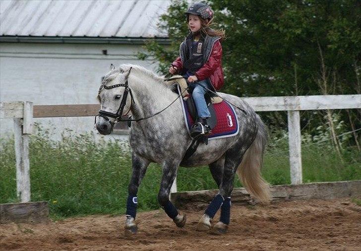 Welsh Pony (sec B) Nappemarkens Porsche - Emse og Buller d. 10 Juni 2012
Fotograf: Tine c billede 8