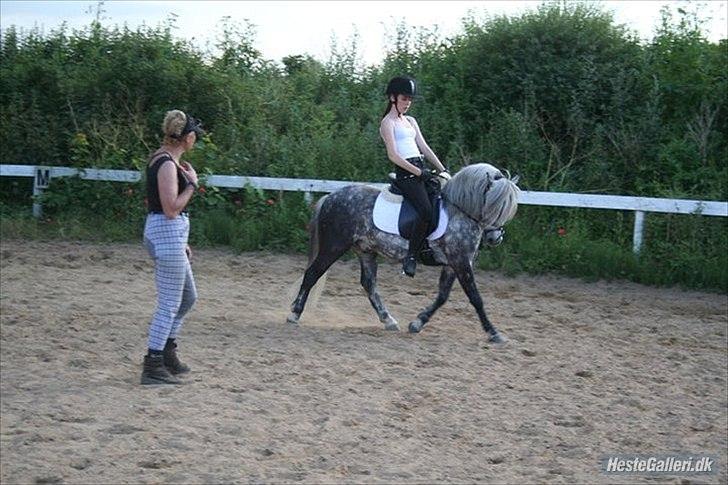 Welsh Pony (sec B) Nappemarkens Porsche - Første undervisning sommer 2011.
Fotograf: Tine c billede 11