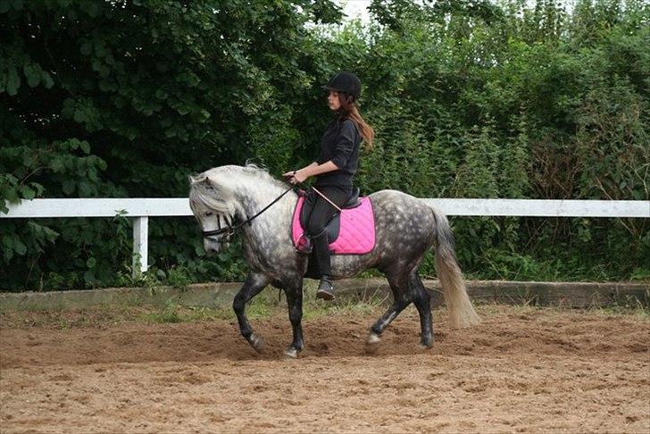 Welsh Pony (sec B) Nappemarkens Porsche billede 12