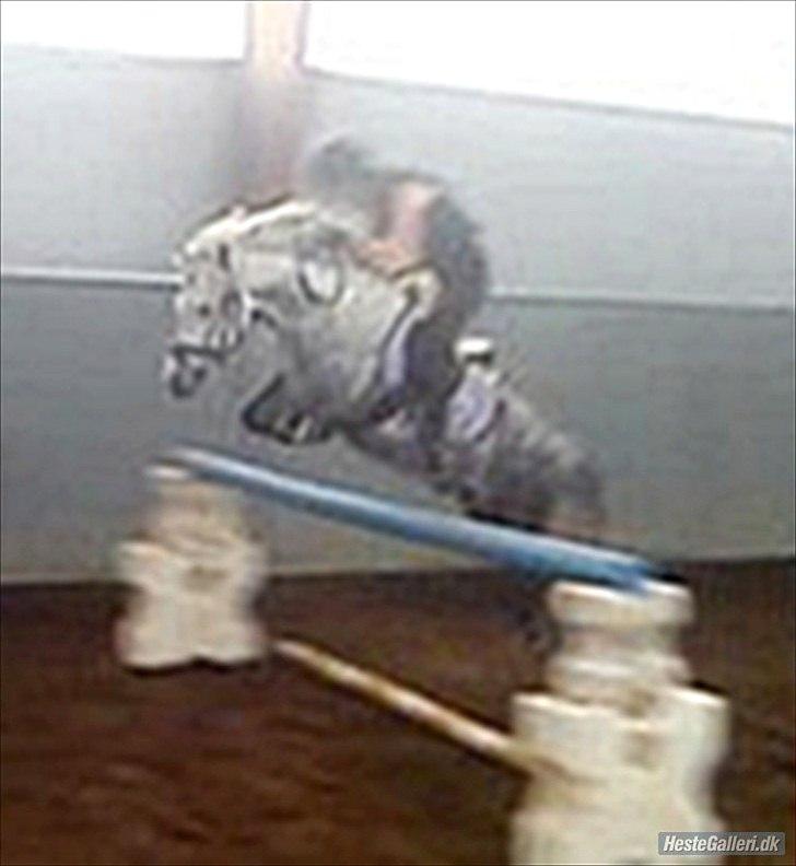 Welsh Pony (sec B) Nappemarkens Porsche - Første gang vi springer.
Billedet er taget ud fra en video derfor så dårlig kvalitet. billede 14
