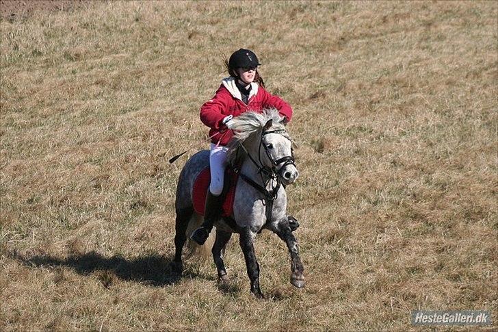 Welsh Pony (sec B) Nappemarkens Porsche - Første jagt, ølstykke 2012
Fotograf: Mj-foto billede 16