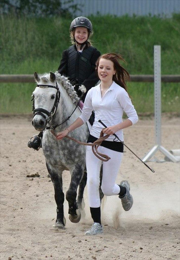 Welsh Pony (sec B) Nappemarkens Porsche - 20 & 30cm - fejlfri/sløjfe.
Fotograf: Tine c billede 18