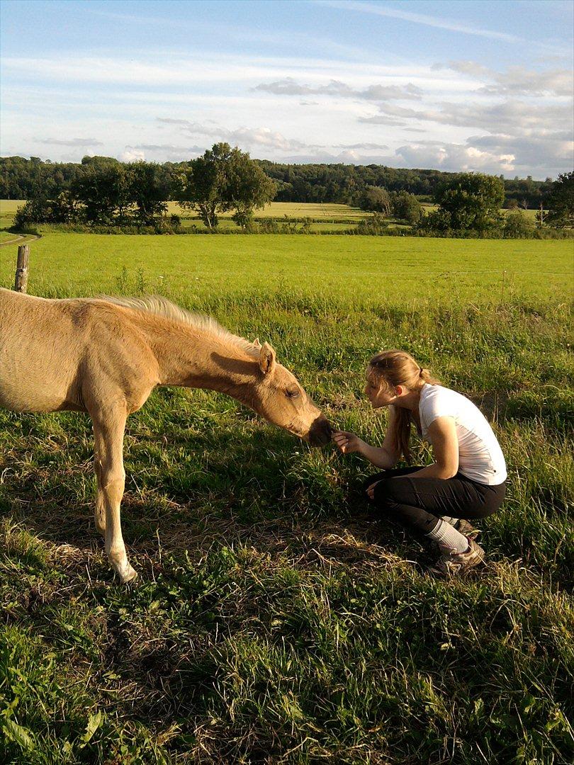 Palomino Skrædderdals Monark billede 11