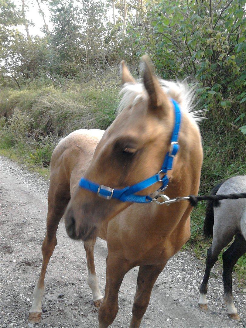 Palomino Skrædderdals Monark billede 12