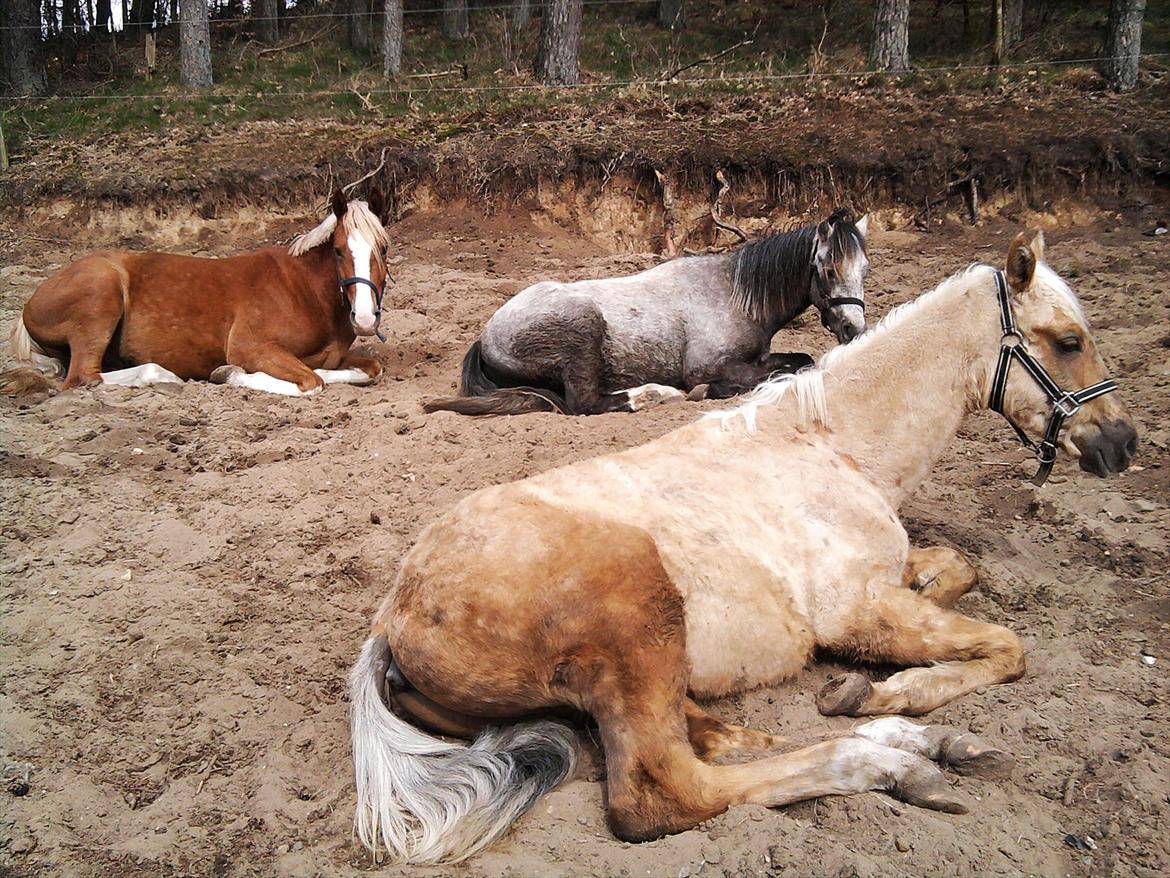 Palomino Skrædderdals Monark billede 13