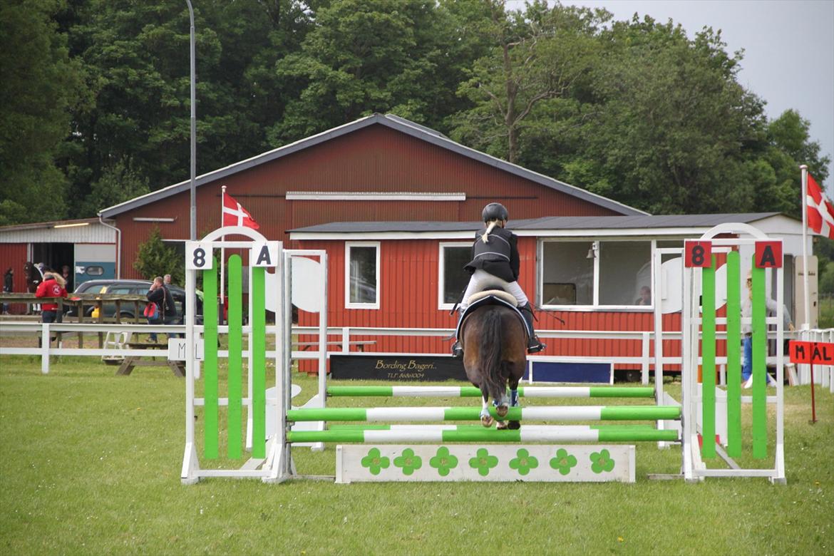 Welsh Pony (sec B) Bakkegaarden's Nikita B-pony - når enden er god er alting godt. billede 20