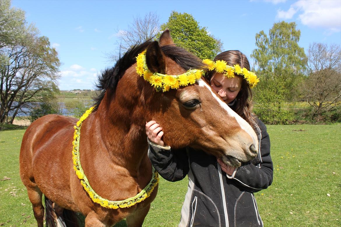 Welsh Cob (sec D) Greta (Passer) - Så dejlig <3 :*
~Foto~ Signe billede 29