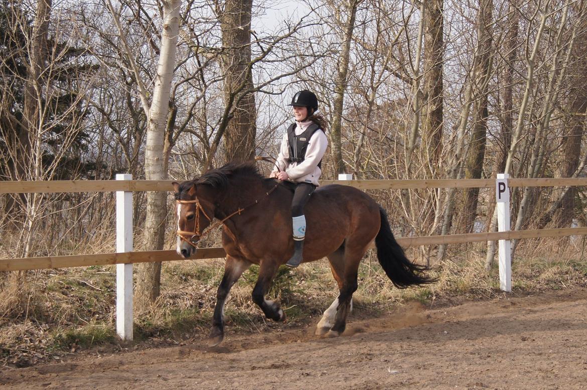 Welsh Cob (sec D) Greta (Passer) - <3 billede 25