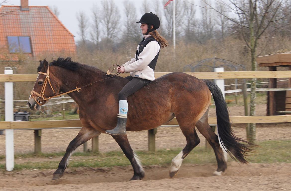 Welsh Cob (sec D) Greta (Passer) - Min tøs <3
~Foto~ Signe billede 28