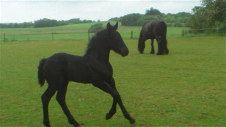 Anden særlig race Enya A Bacoon#SOLGT# billede 9