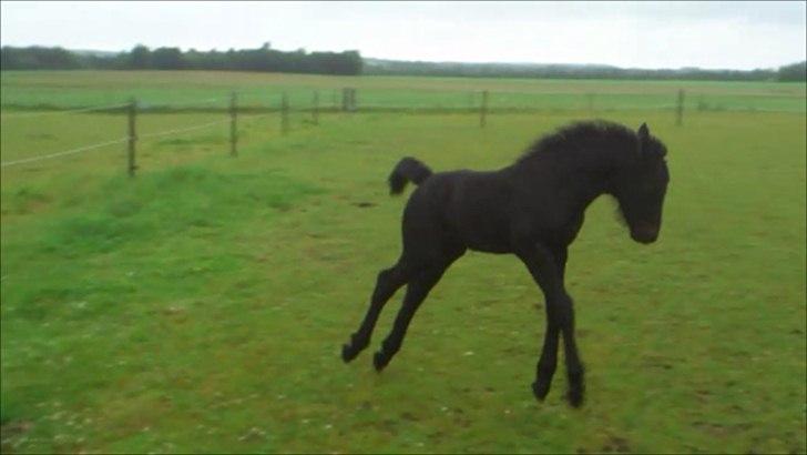 Anden særlig race Enya A Bacoon#SOLGT# billede 10