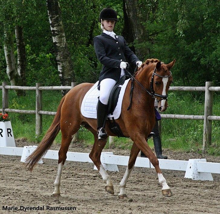 Tysk Sportspony Gee Gee 2 B-pony - min stjerne <3<3<3 tak fordi i kiggede med;-)  billede 17