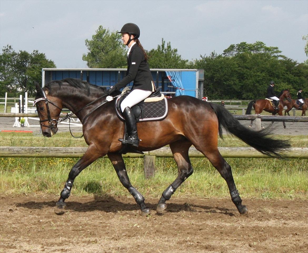 Dansk Varmblod CAPRIOLO (SOLGT TIL USA) billede 3