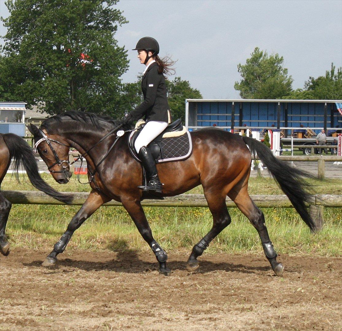 Dansk Varmblod CAPRIOLO (SOLGT TIL USA) billede 13