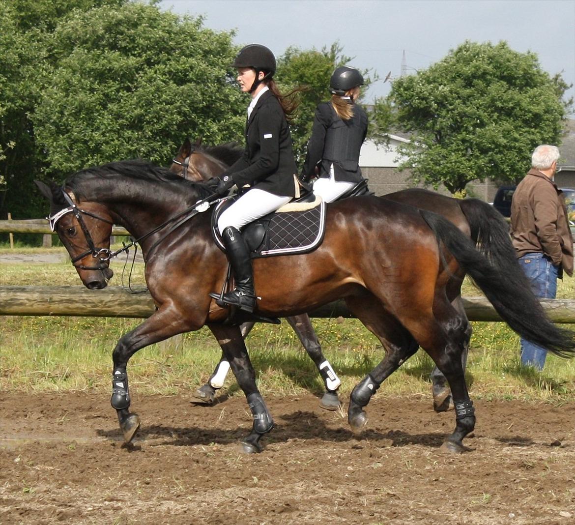 Dansk Varmblod CAPRIOLO (SOLGT TIL USA) billede 14