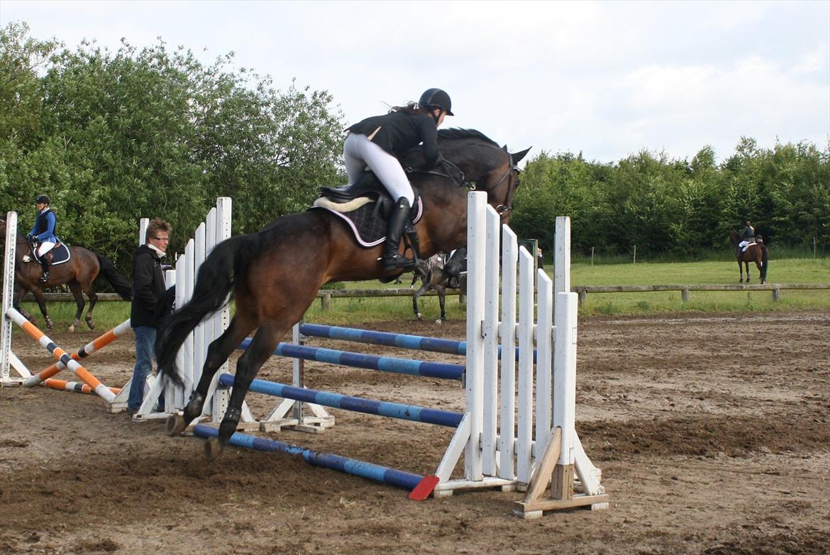 Dansk Varmblod CAPRIOLO (SOLGT TIL USA) billede 15