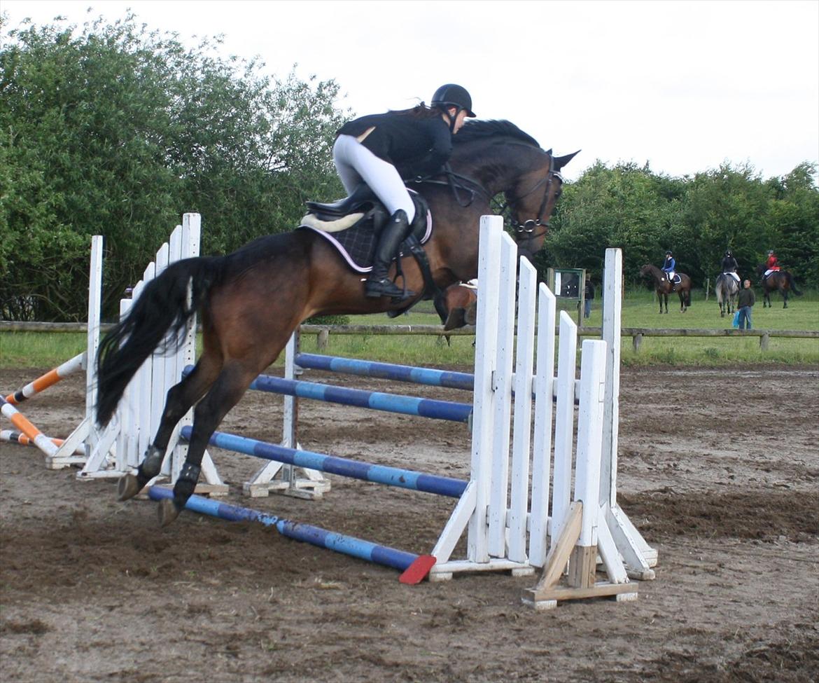 Dansk Varmblod CAPRIOLO (SOLGT TIL USA) billede 7