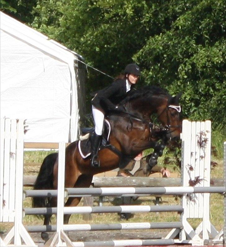 Dansk Varmblod CAPRIOLO (SOLGT TIL USA) billede 9