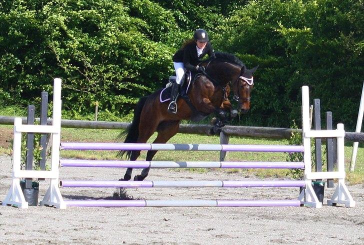 Dansk Varmblod CAPRIOLO (SOLGT TIL USA) billede 2