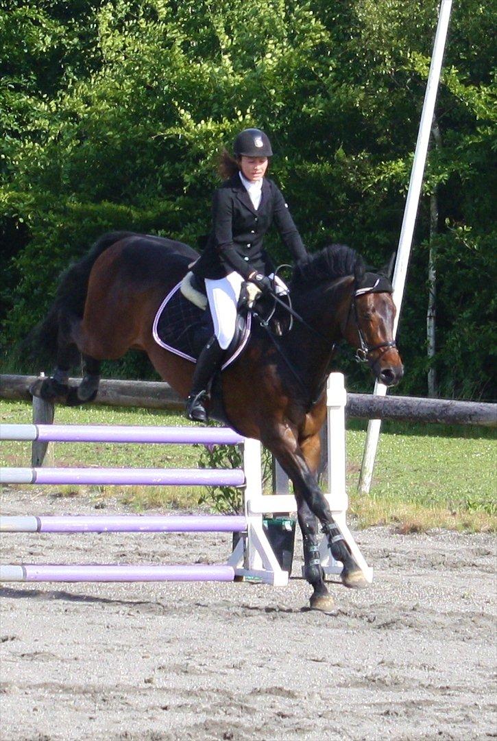 Dansk Varmblod CAPRIOLO (SOLGT TIL USA) billede 16