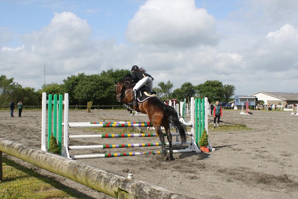 Dansk Varmblod CAPRIOLO (SOLGT TIL USA) billede 17