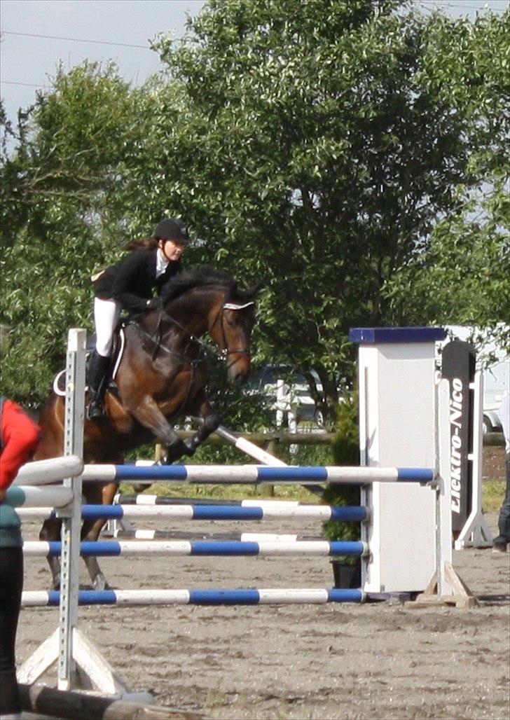 Dansk Varmblod CAPRIOLO (SOLGT TIL USA) billede 18